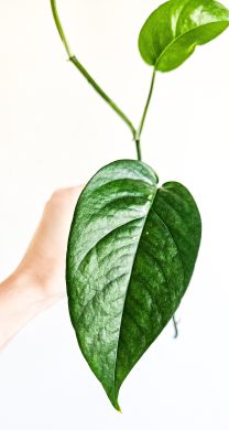 Epipremnum Pinnatum - řez z Variegaty