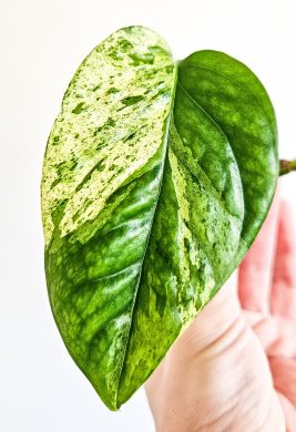 Epipremnum Pinnatum Albo Variegated