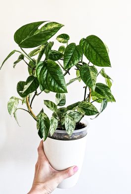 Epipremnum Pinnatum Albo Variegated