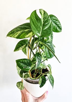 Epipremnum Pinnatum Albo Variegated