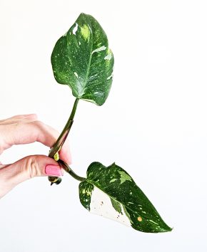 Philodendron White Princess
