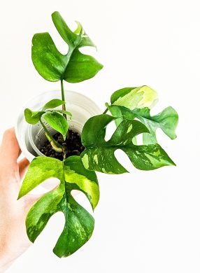Rhaphidophora Tetrasperma albo variegata raritka