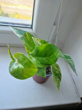 Šplhavnice / epipremnum / pothos marble queen #2