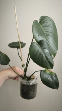 Monstera Green on Green