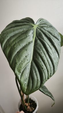 Philodendron Dean McDowell