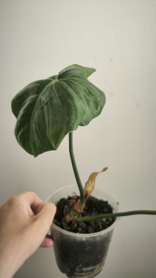 Philodendron pastazanum