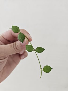 Dischidia hirsuta - řízek
