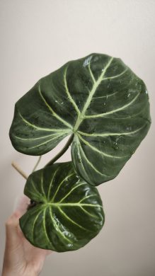 Philodendron gloriosum dark form