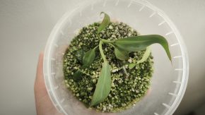 Set phil.martianum, burle marx, hoya