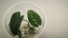 Philodendron Burle Marx