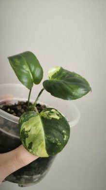 Philodendron Burle Marx var.