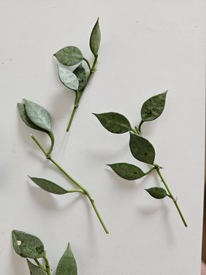 Hoya lacunosa 'Mint'