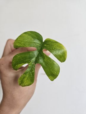 Monstera minima aurea variegata