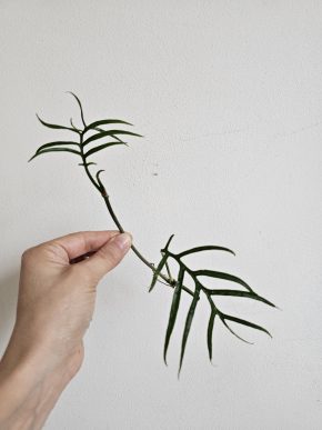 Philodendron Tortum