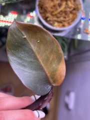 IMG_9468.jpeg