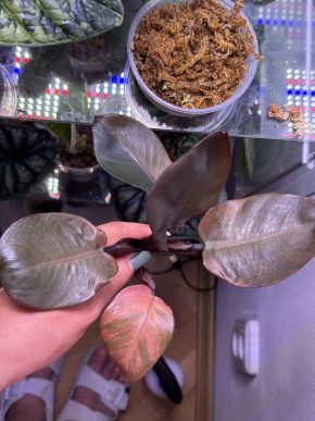 Philodendron black cardinal variegated