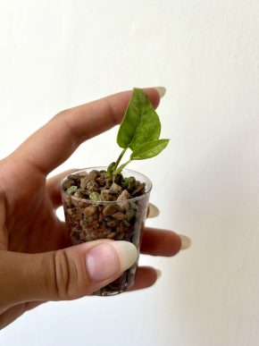 Epipremnum Pinnatum Mint (řízek 2)