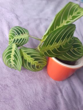 Maranta