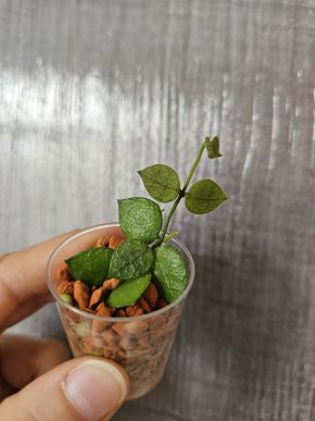 Dischidia hirsuta - baby