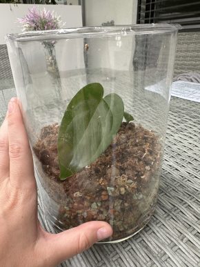 Anthurium set