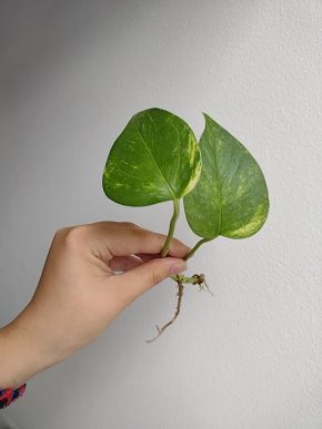 Epipremnum aureum (pothos) - řízek