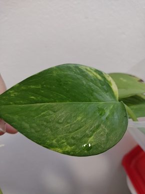 Epipremnum aureum (pothos) - řízek s aktivním růstovým bodem a koreny7