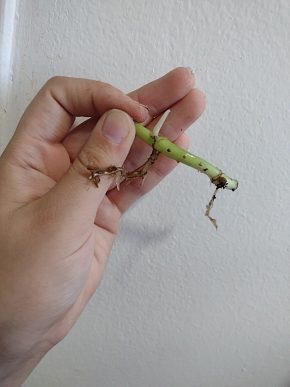 Epipremnum aureum (pothos) - řízek s aktivním růstovým bodem a kořeny