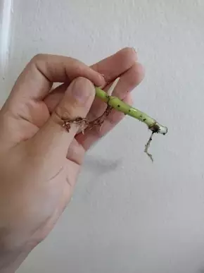 Epipremnum aureum (pothos) - řízek s aktivním růstovým bodem a kořeny