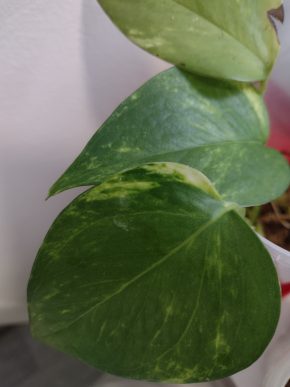 Epipremnum aureum (pothos) - řízek s aktivním růstovým bodem