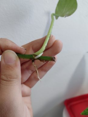 Epipremnum aureum (šplhavnice) - řízek s aktivním růstovým bodem