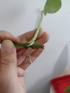 Epipremnum aureum (šplhavnice) - řízek s aktivním růstovým bodem