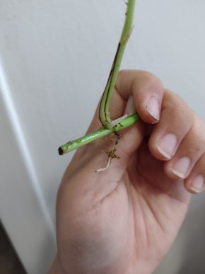 Epipremnum (pothos) - řízek s aktivním růstovým bodem a kořínky