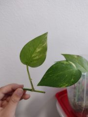 IMG_20250708_123534685.jpg