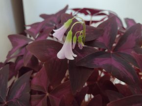 Oxalis triangularis - šťavel trojhranný (fialový)