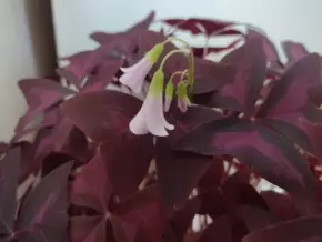 Oxalis triangularis - šťavel trojhranný (fialový)