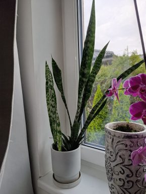 Sansevieria Black Coral