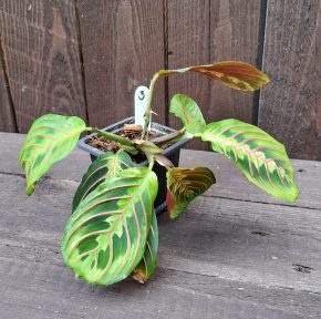 Maranta leuconeura fascinator 3 vel.S