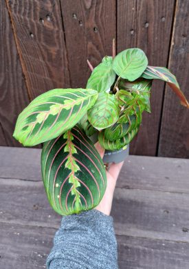 Maranta leuconeura fascinator 4 vel.M