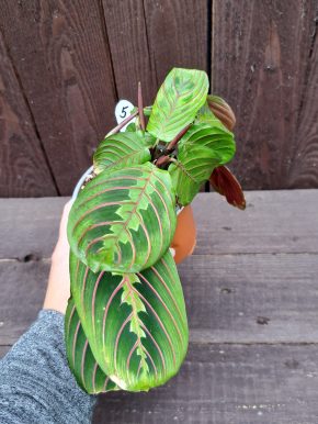 Maranta leuconeura fascinator 5 vel.M