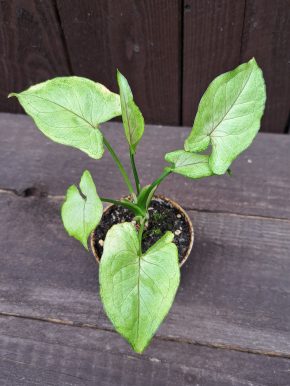 Syngonium aom manee