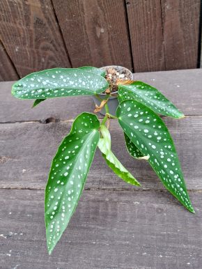 Begonie albopicta Tamaya