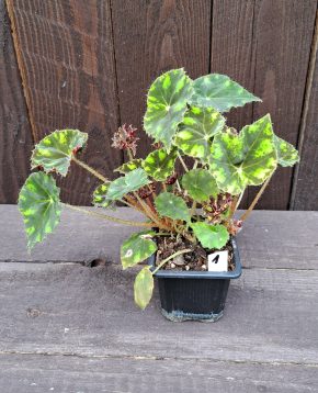 Begonia bowerae tiger 1