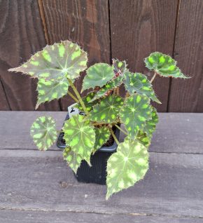 Begonia bowerae tiger 2