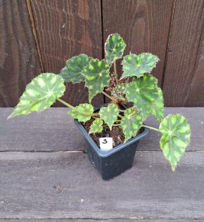 Begonia bowerae tiger 3