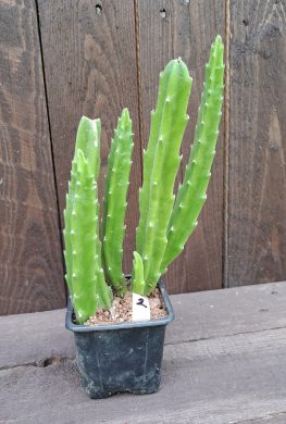 Stapelia grandiflora 2