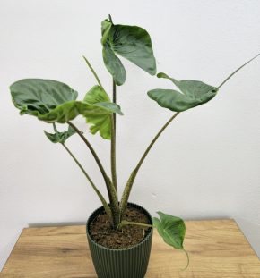 Alocasia Stingray