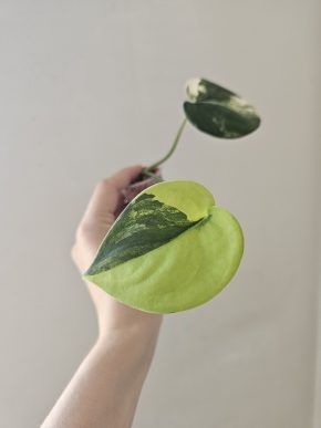 Scindapsus Jade Satin variegated