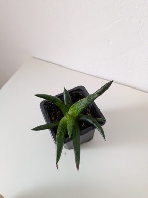 Gasteria Flow