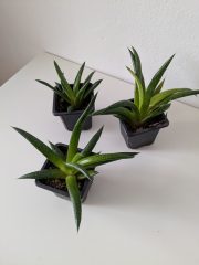 PXL_20250709_172218022.jpg