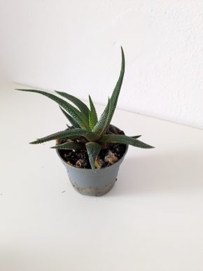 Haworthia fasciata